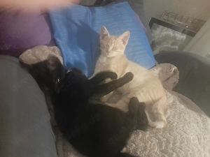 Bunter Wurf Americanshorthairkitten  Bild 9