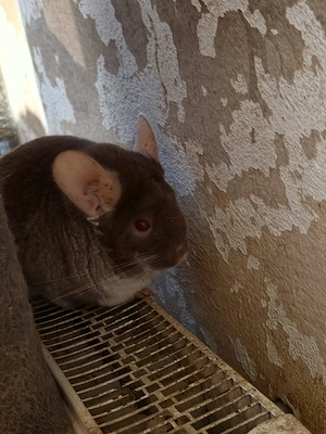Chinchillas 