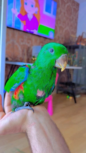 Edelpapagei Baby handzahm Vogel papagei 