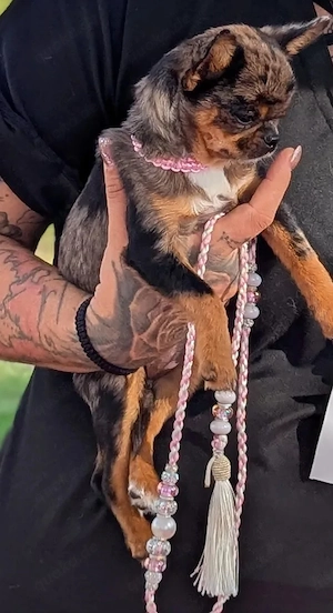 Chihuahua Hündin mit Ahnentafel 