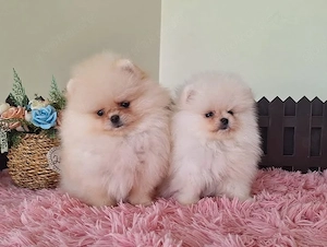 Pomeranian Zwergspitz