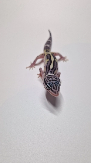 0.1 Black Night Mack Snow Eclipse 