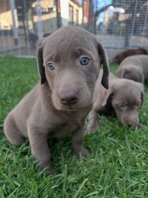 Labrador Welpen suchen ein neues zu Hause