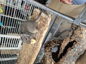 Degu in liebevolle Hände abzugeben