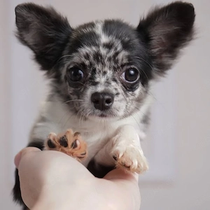 Chihuahua Welpen     