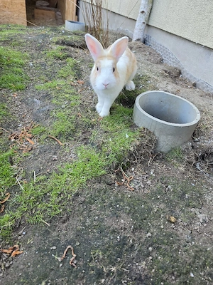 Zwergkaninchen 