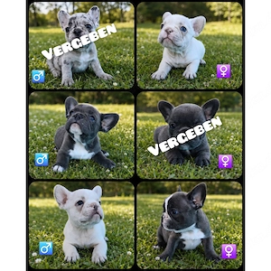 Französische Bulldoggen Welpen Blau, Lilac Merle, Creme