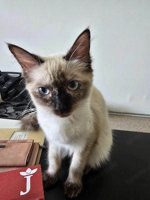 Ragdoll Jung 