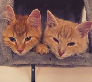 Main coon Mix Geschwister suchen liebevolles zuhause