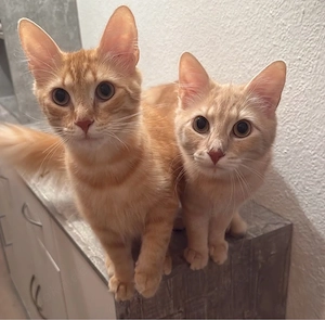 Main Coon Mix Kater