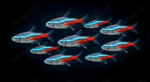 Neonsalmler Neon Tetra Paracheirodon innesi 