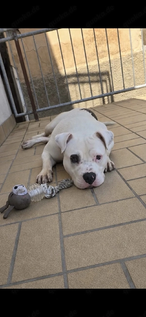 schöner oeb bulldogge rüde