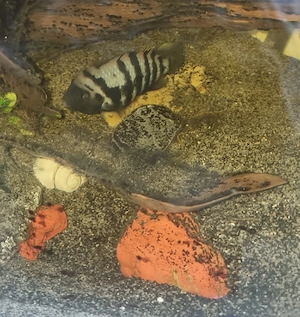 Fische abzugeben 