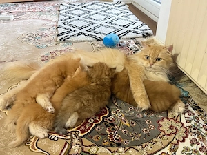  hübsche kitten zu verkaufen die sind verspilt gesund und schön  Baba ist golden ny12   mom blh