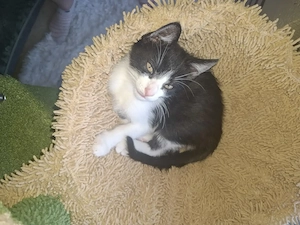 Katzenbaby kater Carli 
