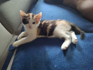 Babykatze mia
