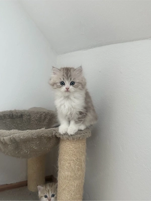 babykitten 