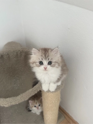 baby katzen