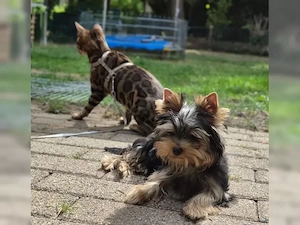 Yorkshire Terrier Rüde mit VDH Papiere