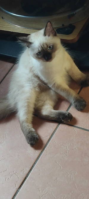 kleiner süßer Ragdoll Junge 