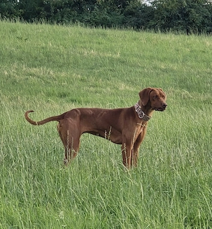 Rhodesian Ridgeback Welpen 