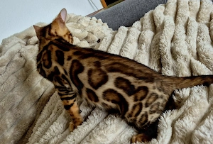Abgabebereit SuperSüße reinrassige Bengal Kittens 
