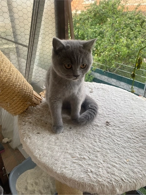    Liebevolle BKH-Kitten suchen ihr Zuhause    Bild 3