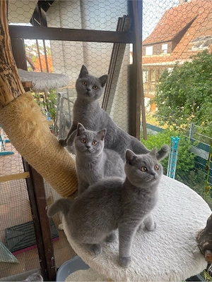    Liebevolle BKH-Kitten suchen ihr Zuhause    Bild 5