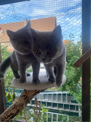    Liebevolle BKH-Kitten suchen ihr Zuhause    Bild 4