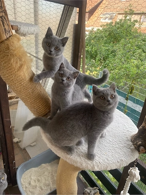    Liebevolle BKH-Kitten suchen ihr Zuhause    Bild 2