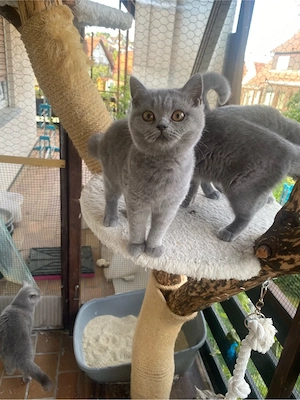    Liebevolle BKH-Kitten suchen ihr Zuhause   