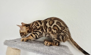 Supersüße reinrassige Bengal Kittens 