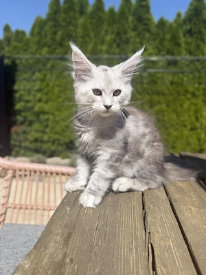 Maine Coon Kitten mit Stammbaum