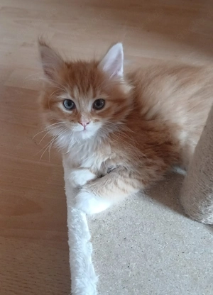 Seltenes rotes Maine Coon Mädchen sucht seine Lieblingsmenschen 