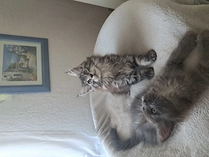 Maine Coon Kitten