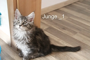 Maine Coon Kitten