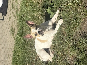 Französische Bulldogge 1 Jahr alt 