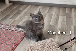 Maine Coon Kitten