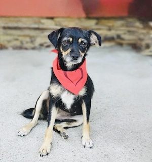 Gabi ein Pinscher Mix Mädchen 