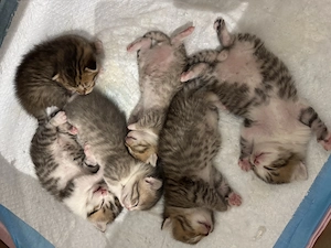 Süße BKH Kitten