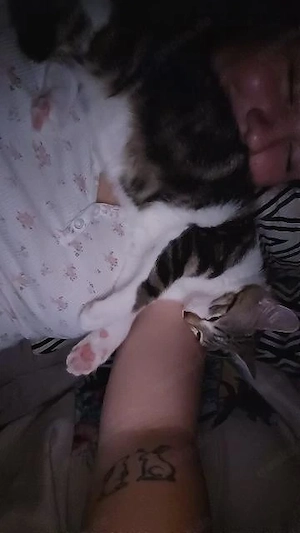 Gebe zwei Kitten ab männlich sowie weiblich