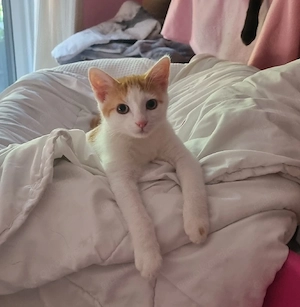 Kleiner Kater Kitten Babykatze sucht ein zu Hause