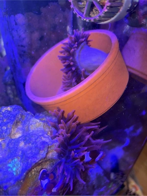 Kupferanemone Entacmea quadricolor