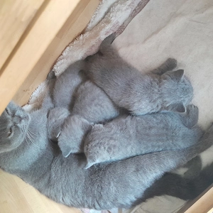 BKH  Kitten vometzbach 