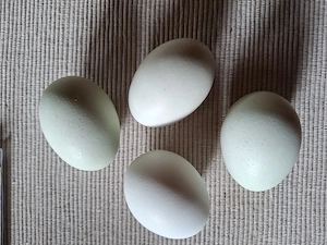 Bruteier von Araucana und Zwergwyandotten 