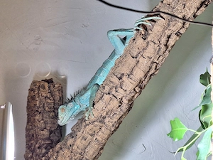 0.0.1 iguana iguana blue 