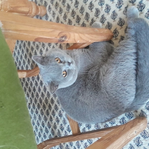 BKH Kater Davidof vometzbach 