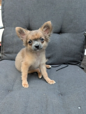 Chihuahua Pomeranian Mischling