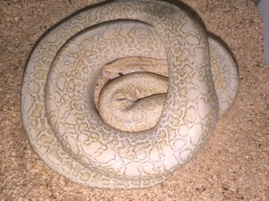 1.0 Hypo Granit