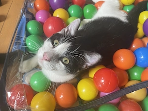 Verschmuster kleiner Kater (Katzenbaby, Kitten)